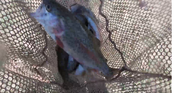 Wolf Creek in Austin is stocked for trout season