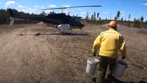 Minnesota Utilizes Aerial Methods for Forest Health Management