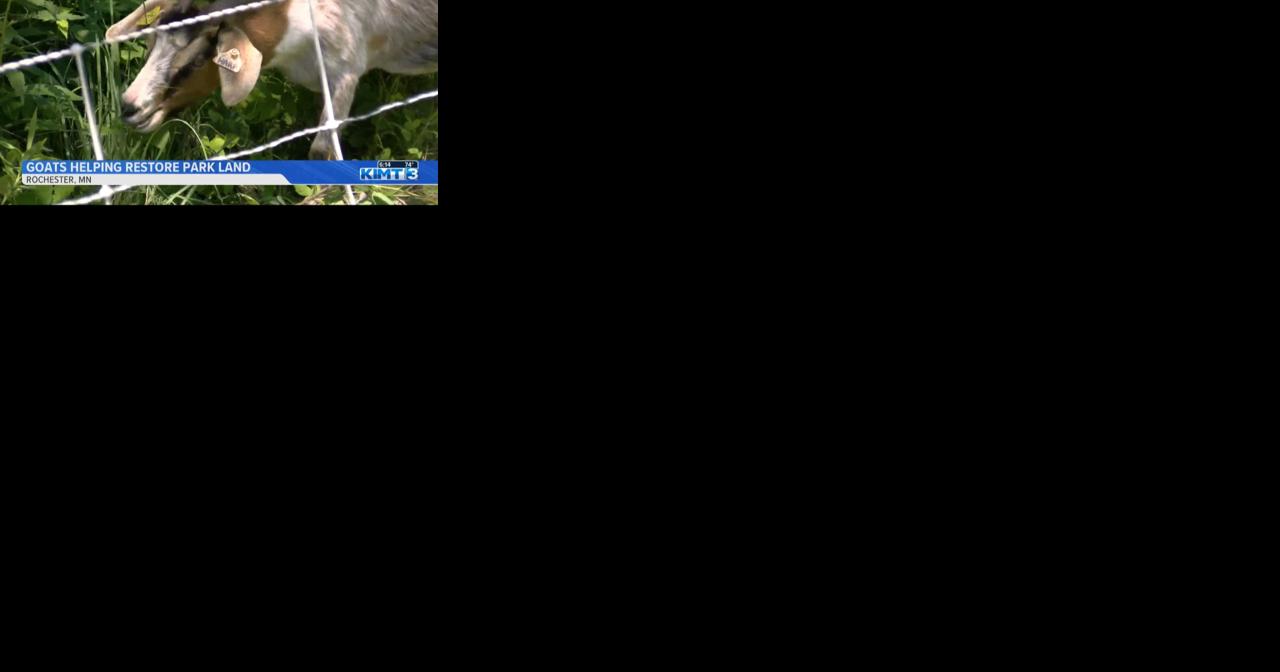 Goats helping Rochester parks restore natural land - Vimarsana News