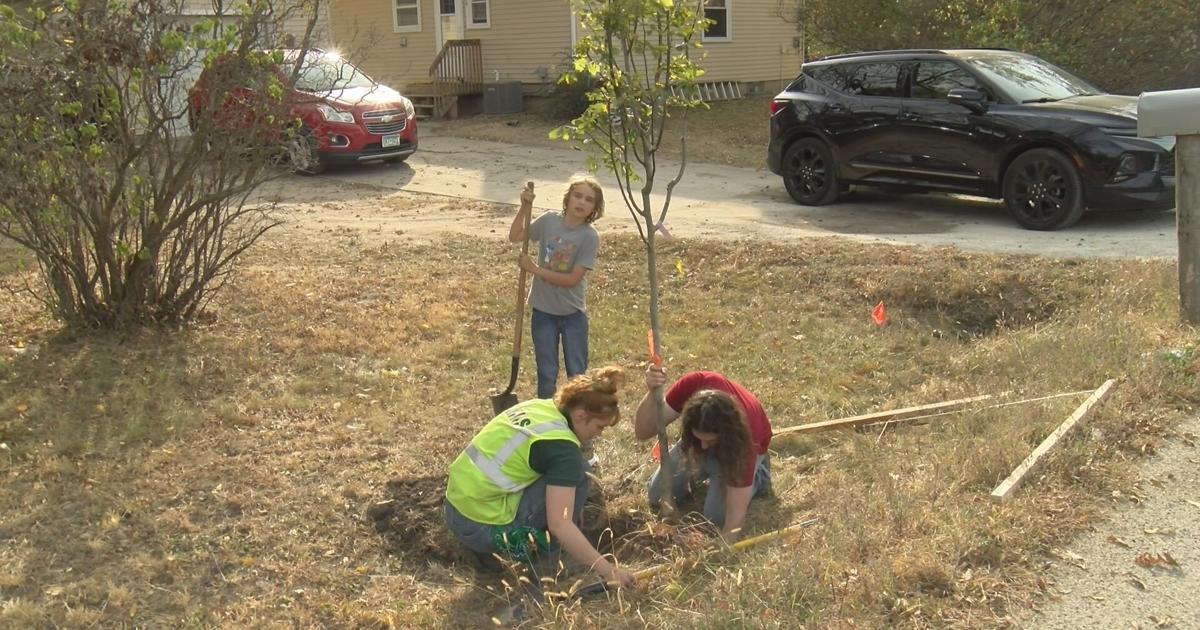Afforest Rochester Help combat pollution: Rochester needs tree planting volunteers | News ...