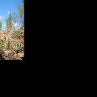 Nearly 2 million trees being planted across Minnesota forests