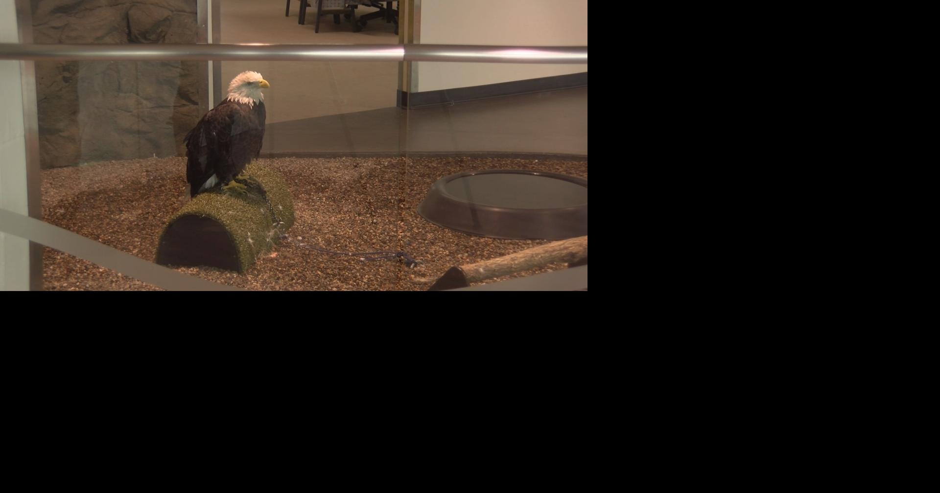 National Eagle Center holds SOAR: Summer Splash | News | kimt.com