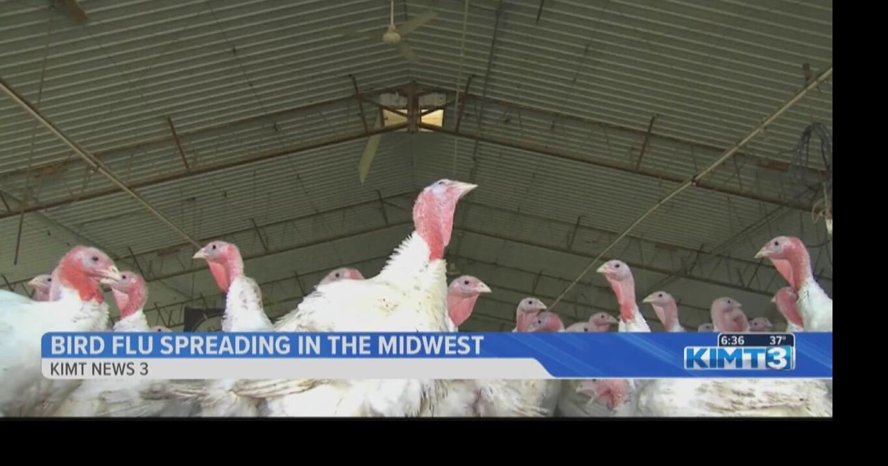 Minnesota poultry experts monitoring bird flu spread, virus already ...