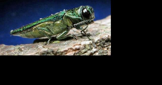 State money to fight EAB is going to SE Minnesota - Vimarsana News