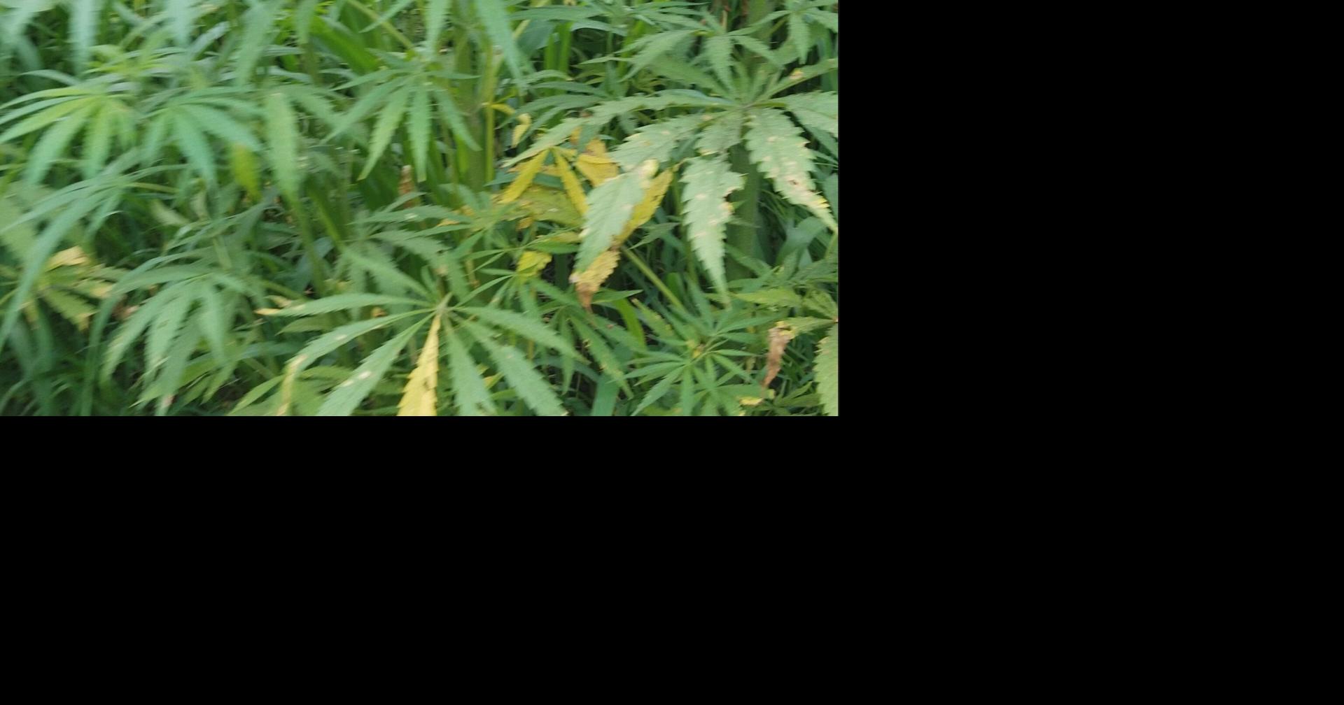 Lawmakers, small businesses scrambling to overturn new hemp law