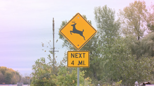 Minnesota State Patrol Warns of Increased Deer Activity in Rochester-Mason City-Austin Region