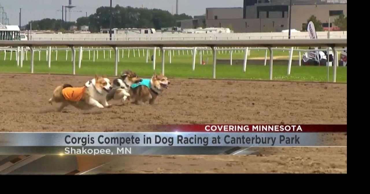 Corgis compete in dog racing at Canterbury Park | Video | kimt.com