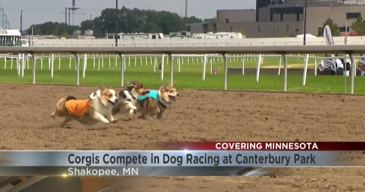 Beagle Racing Corgi Corgis compete in dog racing at Canterbury Park | Video | kimt.com