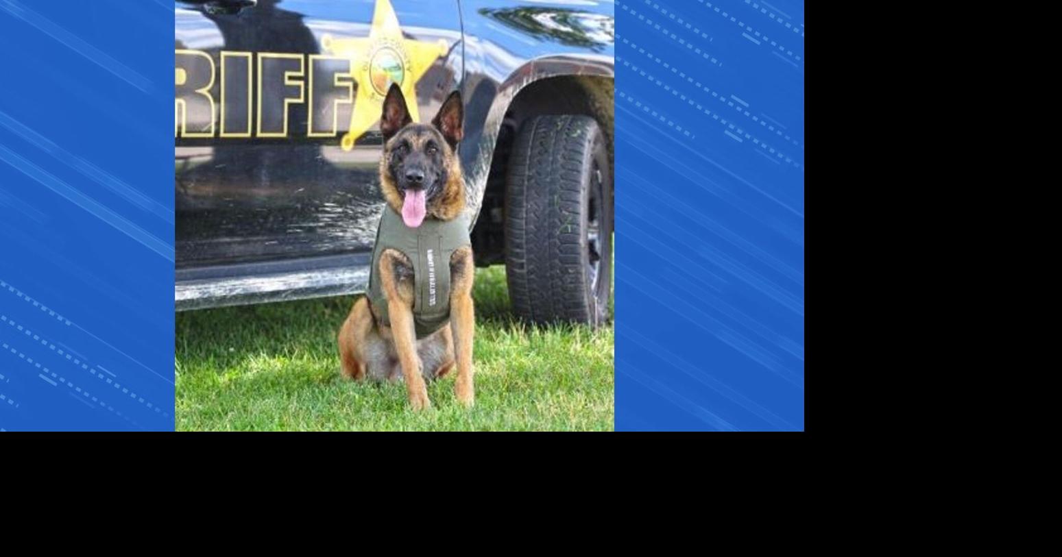 Olmsted Co K 9 Ranger dies unexpectedly following medical emergency