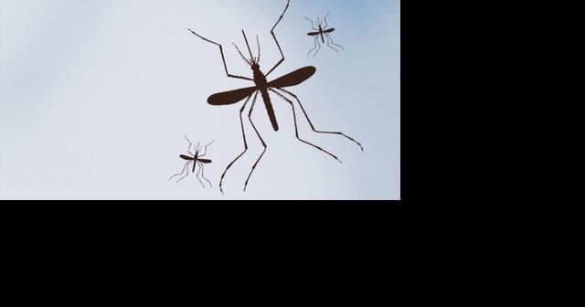First West Nile virus case of 2023 reported in Iowa - Vimarsana News