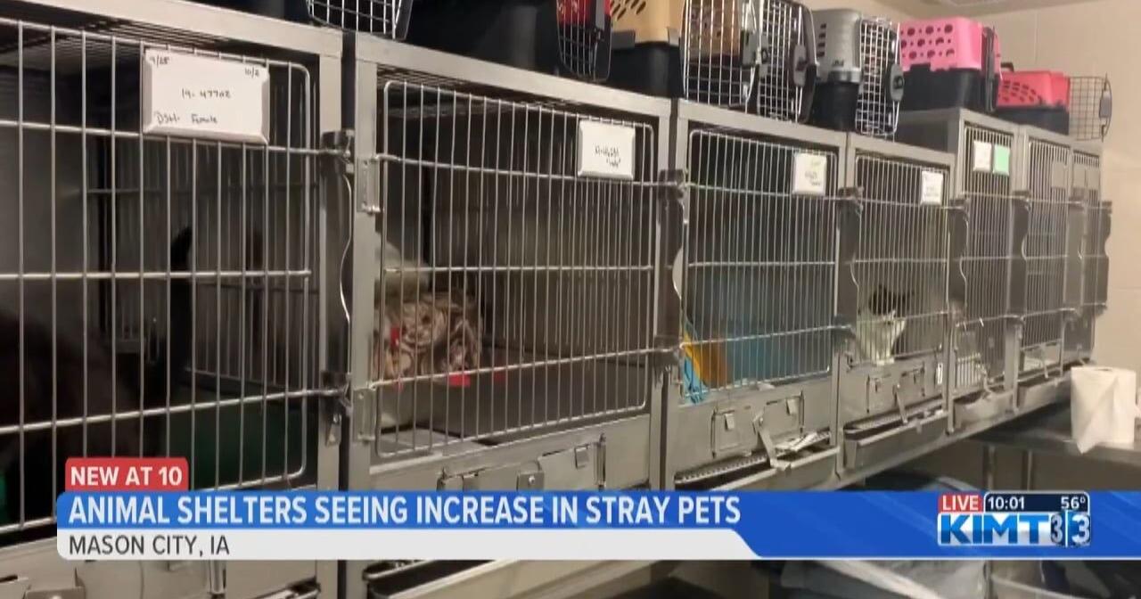 4th of July increases number of stray pets in animal shelters - Vimarsana News