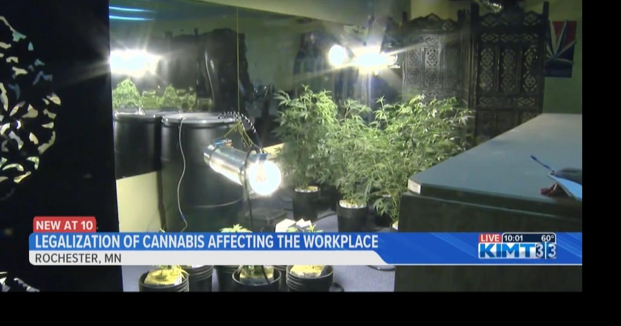 How the legalization of marijuana affects the workplace in Minnesota