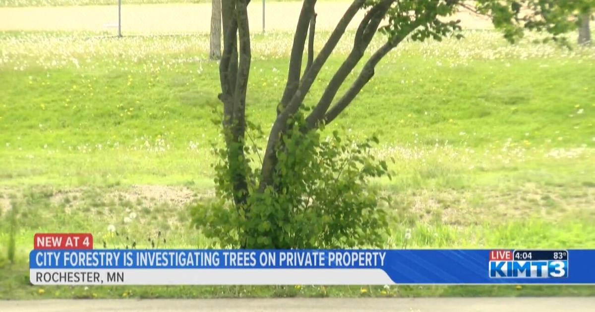 Afforest Rochester Rochester Forestry Division begins tree inspections | News | kimt.com