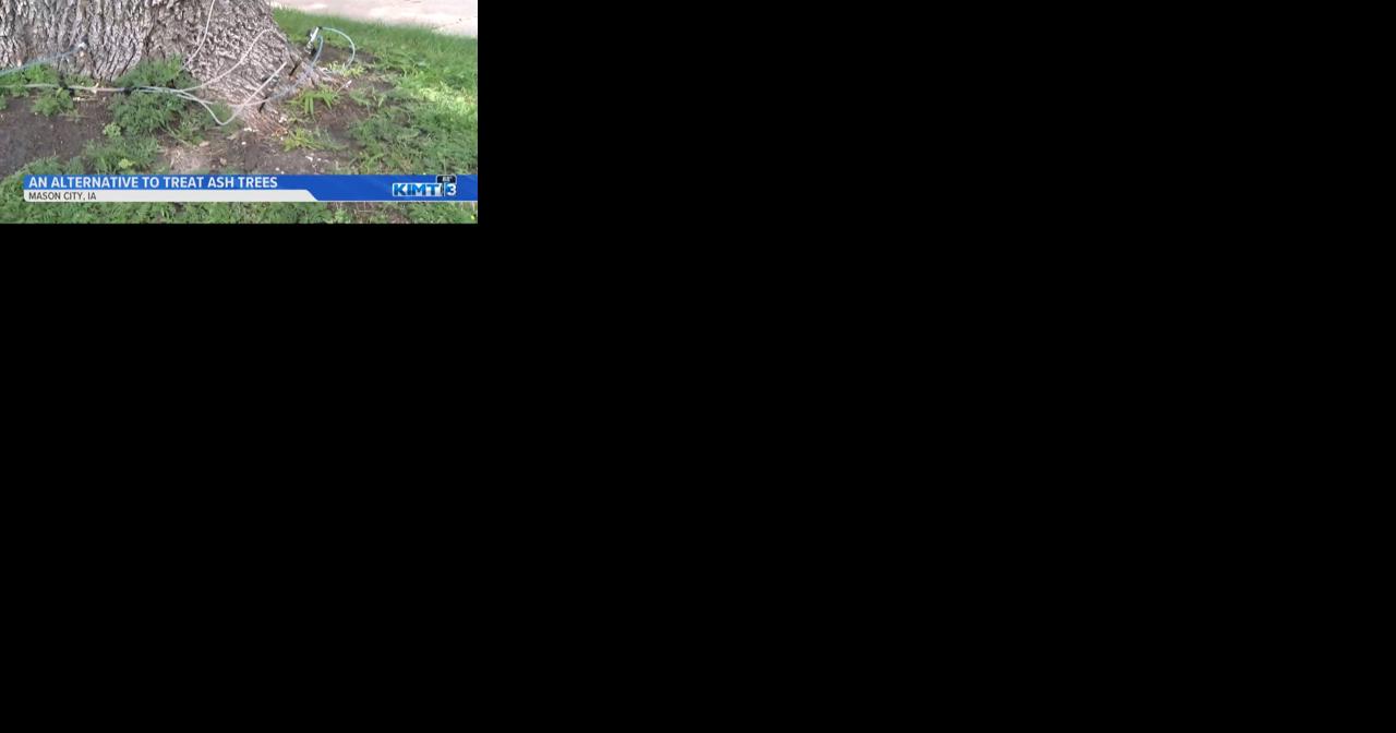 Treatment aims to control emerald ash borer in northern Iowa - Vimarsana News
