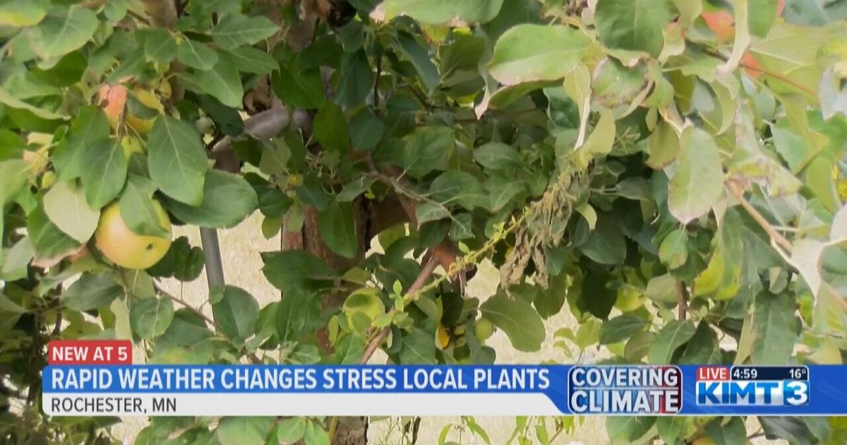 Bush Stressed Rapid Weather Changes Cause Stress for Local Trees and Shrubs | News ...