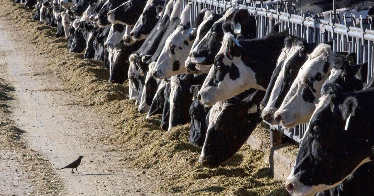 Bird Flu Detected in Iowa cattle herd - Vimarsana News