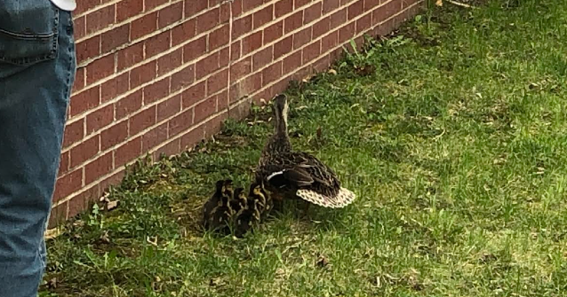 Duck, duck, bye! Mother and her ducklings are escorted out of a Mason City elementary - Vimarsana News