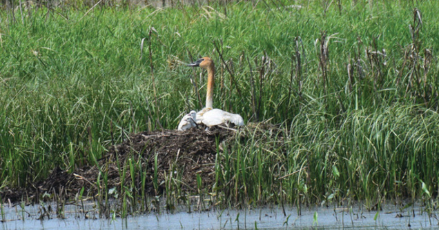 Iowa's swan revival: record 158 nests mark conservation success