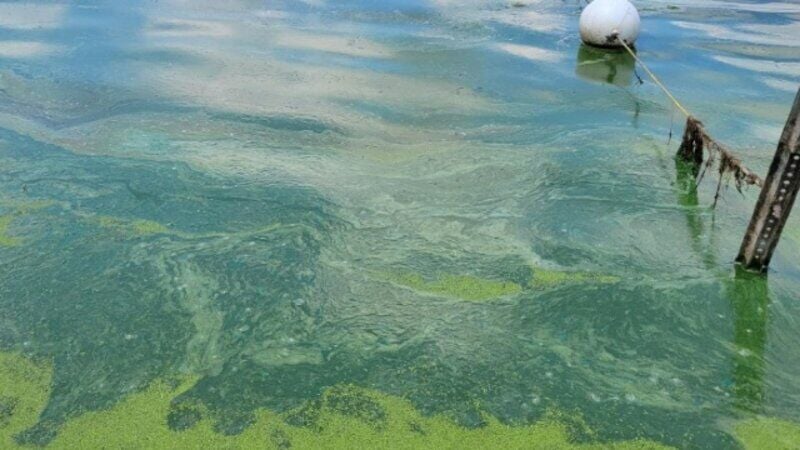 Blue-Green Algae  Water Quality Dashboard