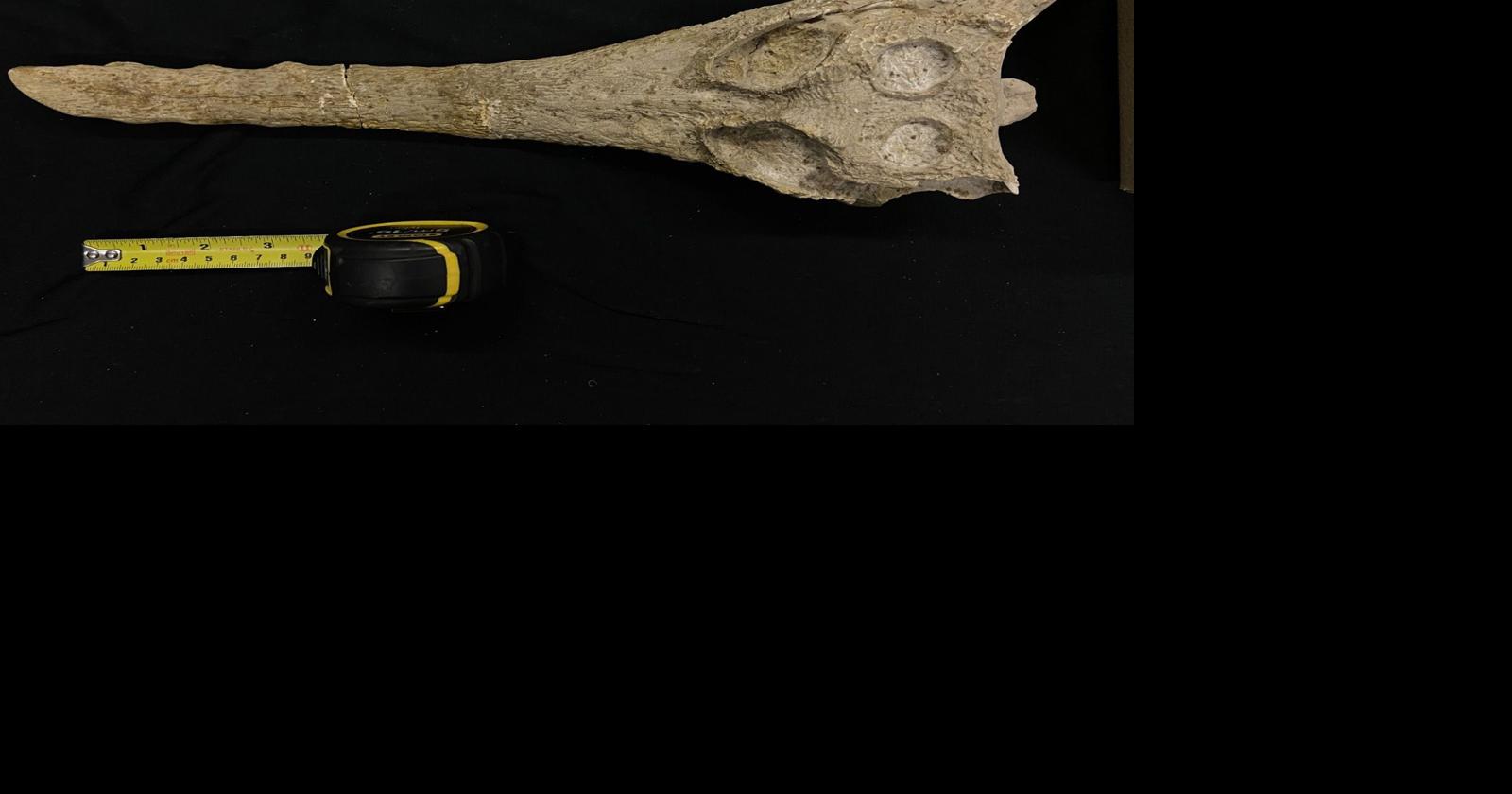 Scientists name ancient crocodile species found in rock that built the ...