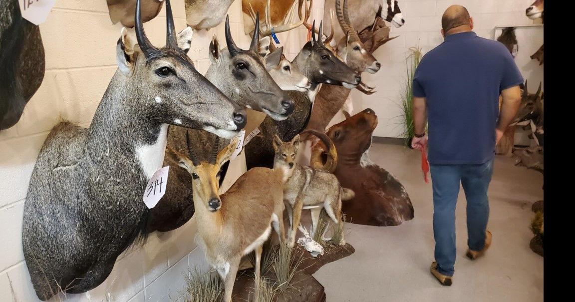 Hibler Taxidermy ranks among best in Texas News