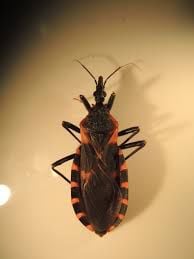 A Rise In Population Of The Kissing Bug 