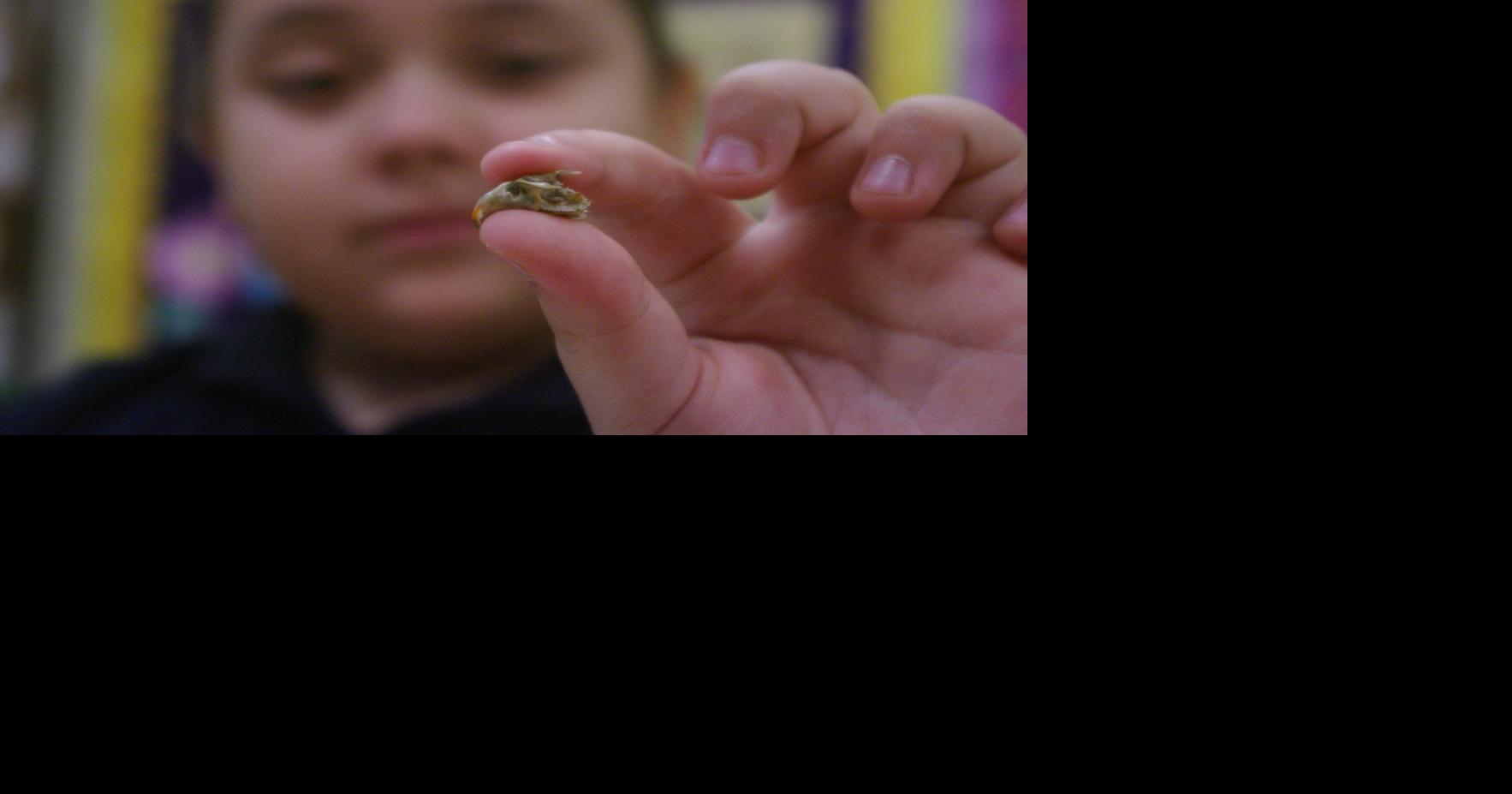 St Gertrude School students study owl pellets News