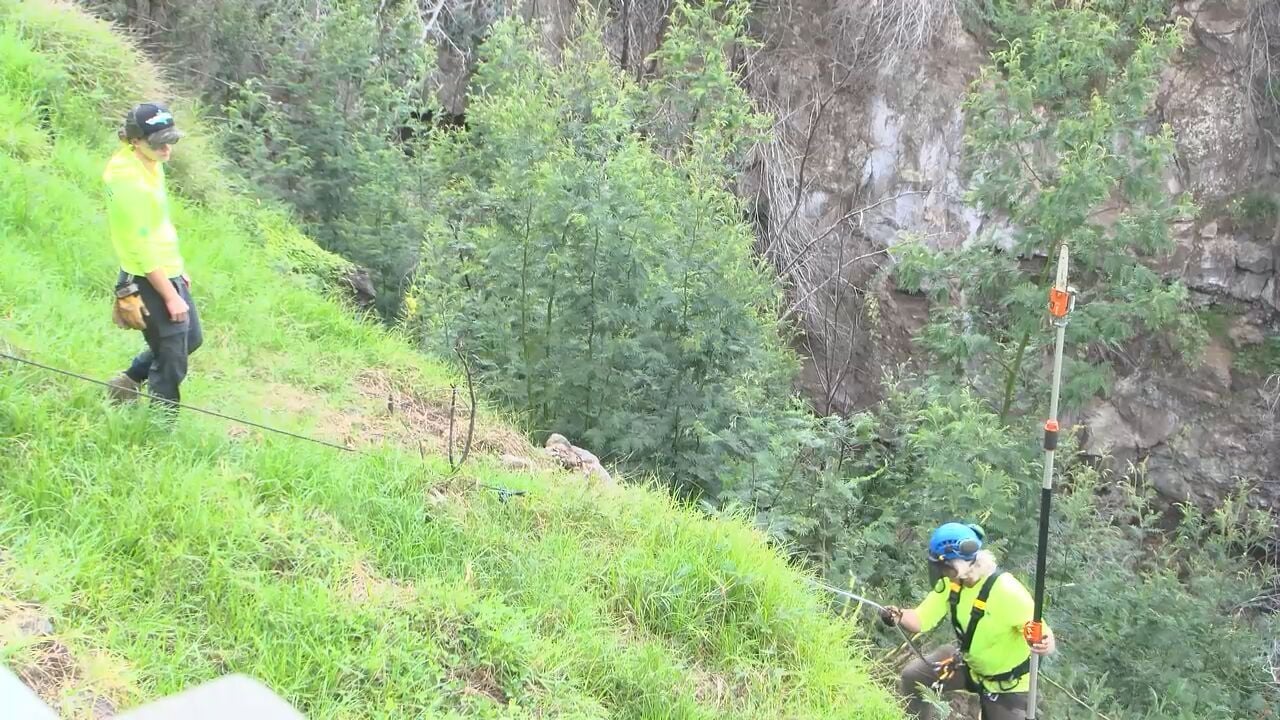 Crews rappel ravine for 'wipe out wattle,' fire-prone tree