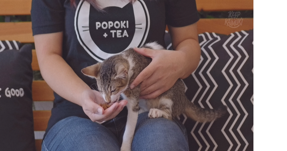 A Kaimuki cat cafe is closing and needs your help National Pet Week