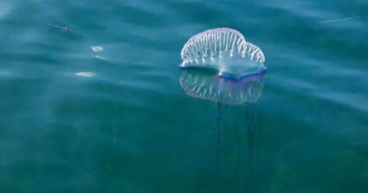 Influx of jellyfish incidents on Honolulu beaches prompt safety measures
