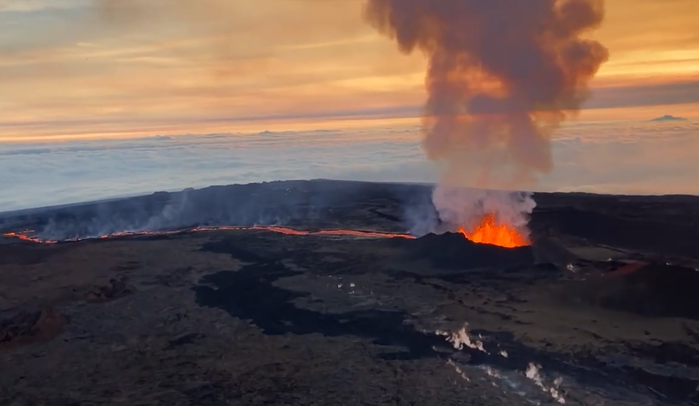 How the Mauna Loa eruption is impacting wildlife and sea animals | Local |  
