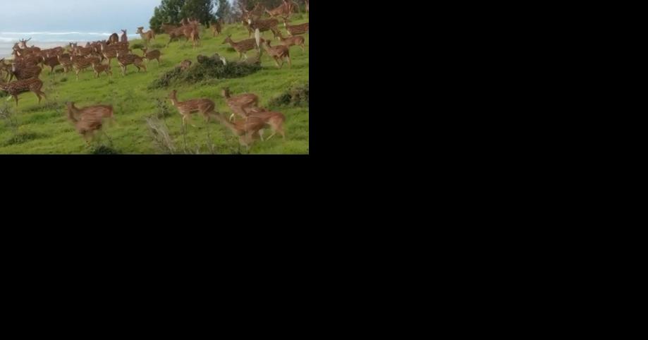 Maui's Deer Task Force fears explosion of deer due to drought - Vimarsana News