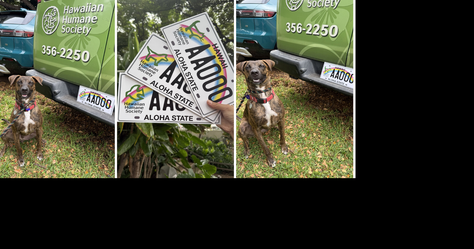 New pet decals support Oahu's animals and Hawaiian Humane Society