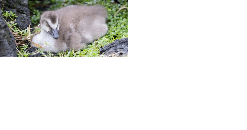 Woman cited for feeding Nene in Hilo park, endangering native wildlife - Vimarsana News