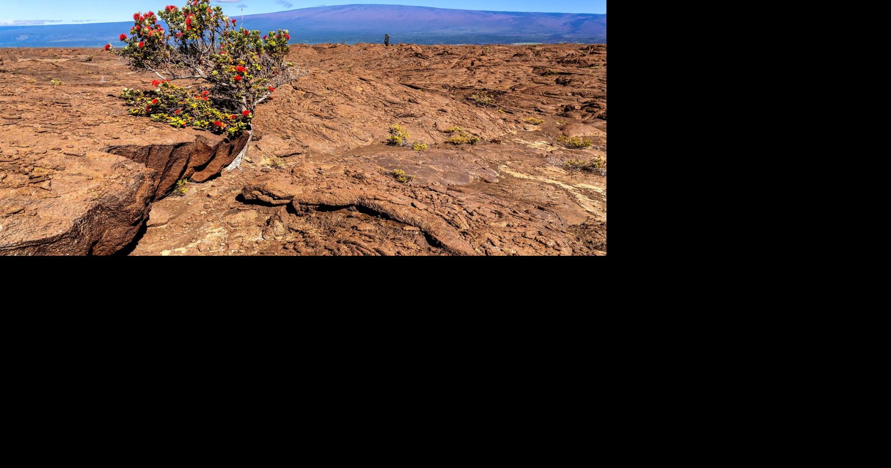 HI volcanoes national park tree growing | | kitv.com