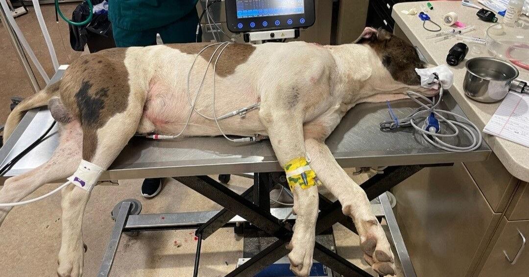Dog found suffering from two gunshot wounds in Maili, fighting to ...