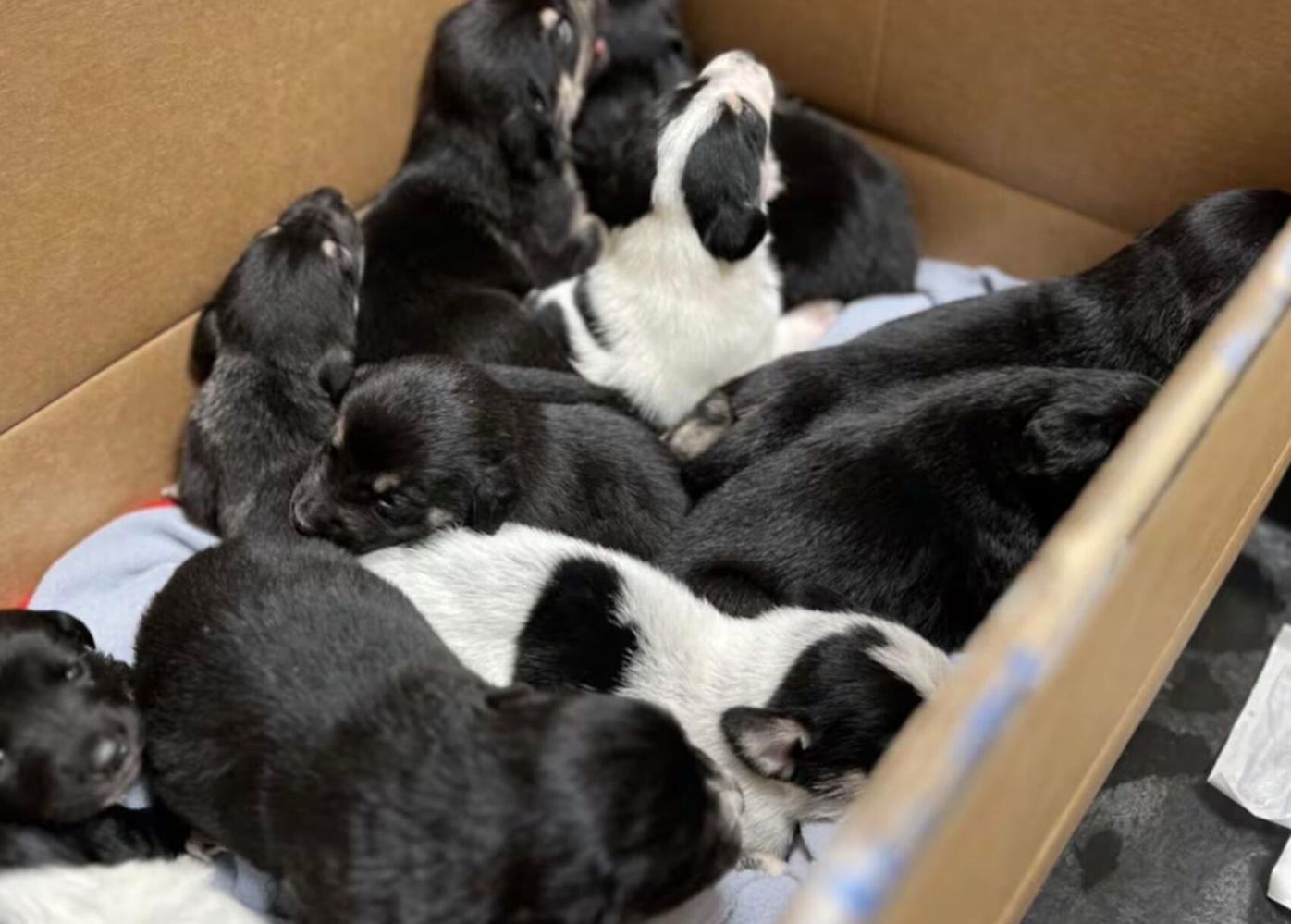 Pregnant dog found abandoned in Washington, gives birth to 11 puppies |  National | kitv.com