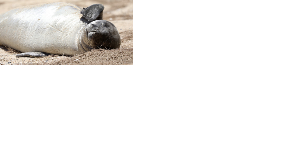 Hawaiian Monk Seal "L-11" shot to death, necropsy determines | Local - Vimarsana News