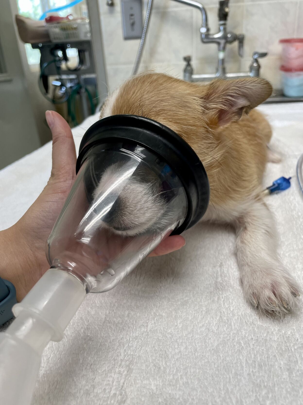 Kauai Humane Society gets grant for cheap neutering News