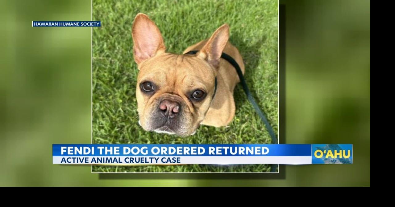 Hawaiian Humane Society fights ruling in return of dog in abuse case
