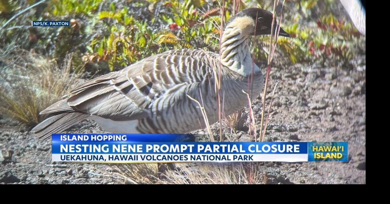 Hawaii Volcanoes National Park partial closure for nesting Nene | Video ...