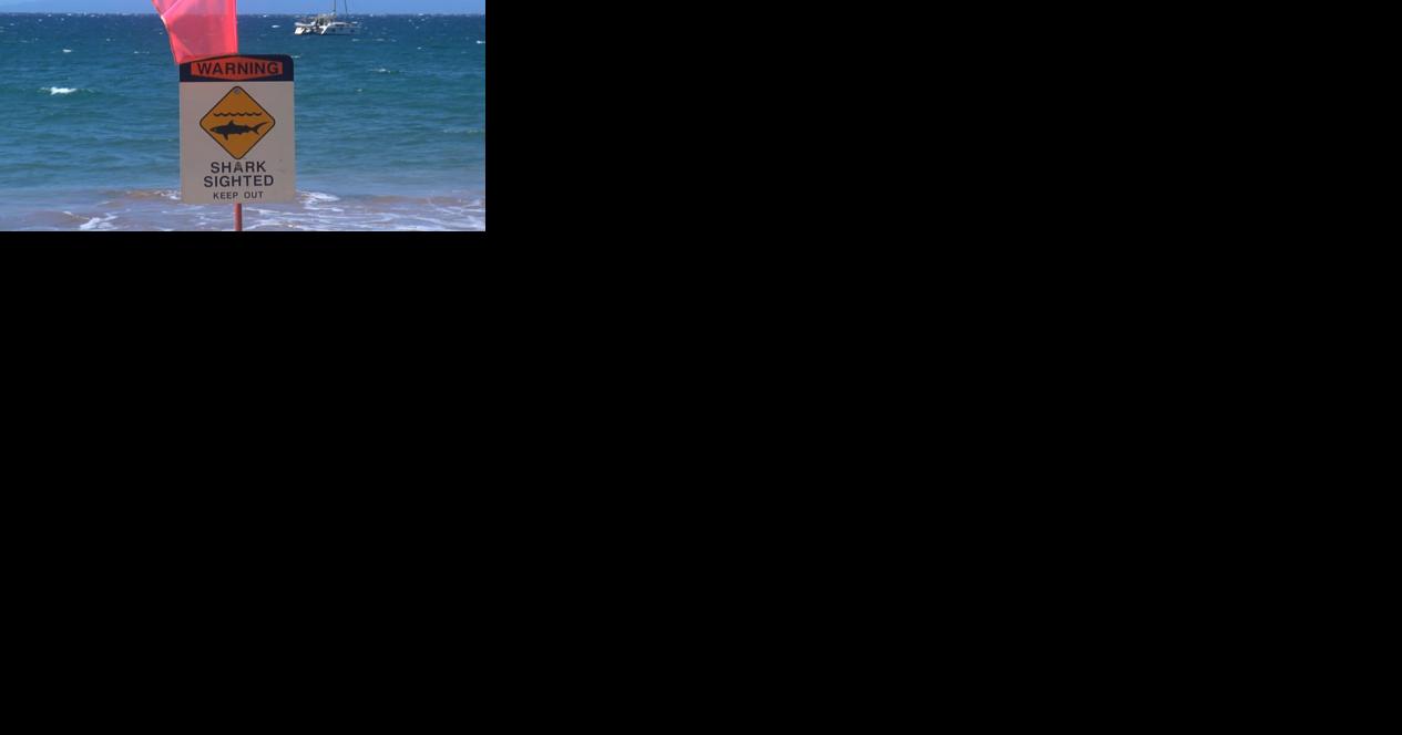 Multiple reef sharks spotted at Ala Moana Beach Park - Vimarsana News