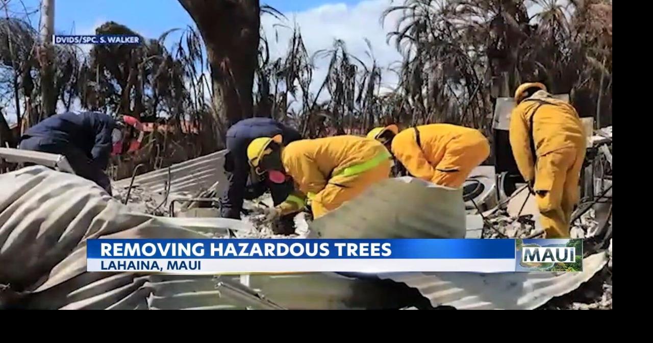 Safety crews in Lahaina work to remove hazardous trees at risk of