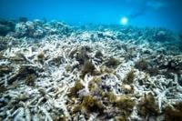 Australia’s Great Barrier Reef suffers ‘extensive’ coral bleaching, as scientists fear seventh mass bleaching event