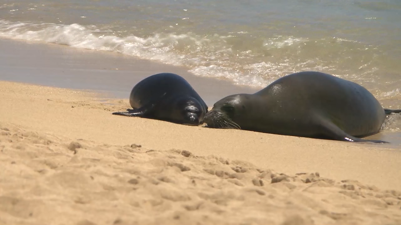 Wildlife experts urging beachgoers to keep away from endangered Hawaiian monk  seals in Waikiki | News | kitv.com