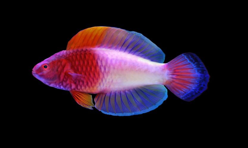 Discovered in the deep: the rainbow fish that's born female and