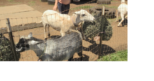 Many parents recommend goat milk as alternative to formula - Vimarsana News