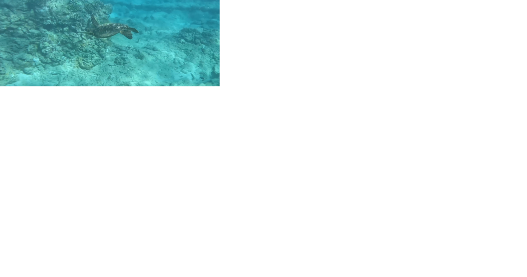 Bellows, other Oahu sites for overnight camping close ahead of turtle nesting season - Vimarsana News