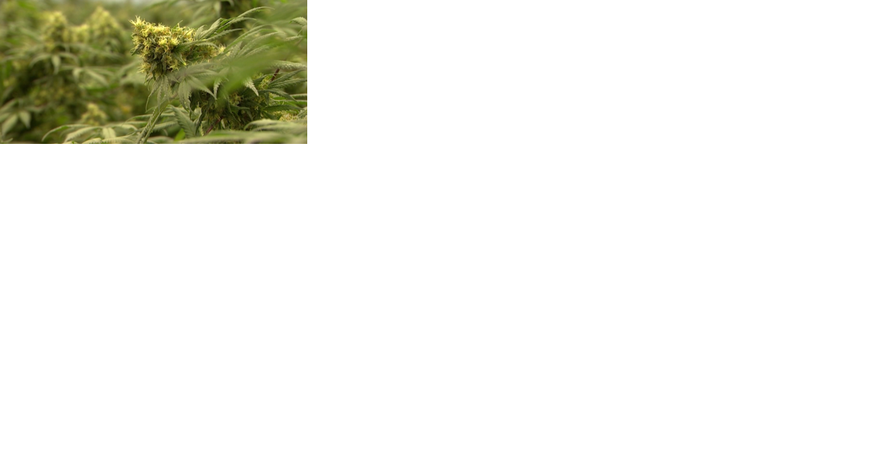 Antidrug advocates fear declassifying cannabis could fuel push for recreational marijuana - Vimarsana News