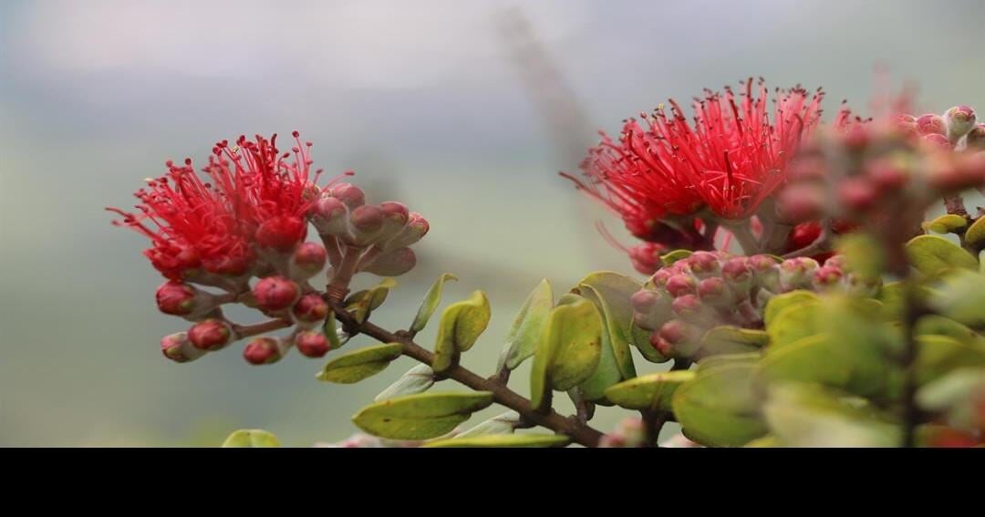 The fifth annual Ohia Love Festival going virtual again this year